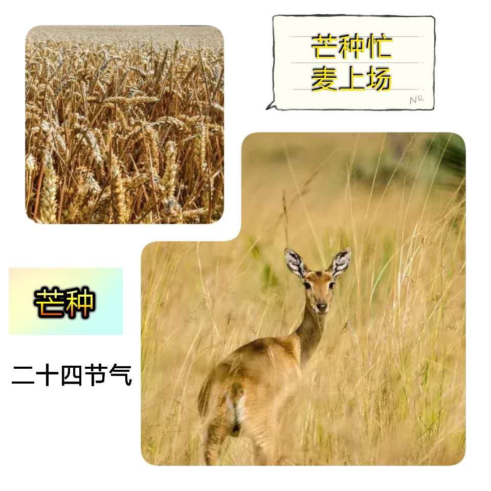 芒种 | 持之以恒的辛劳，才会取得丰收的喜悦